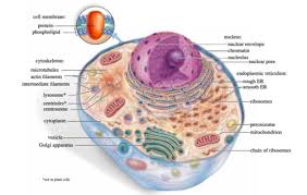 Animal cell labeled mcgraw hill. Biology 12u Chapter 2 The Cell Jackie Henry Jack Nell Flashcards Quizlet