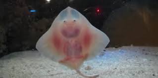 Publicité bébé qui danse pub evian. Video La Danse Des Bebes Raie Sciences Et Avenir