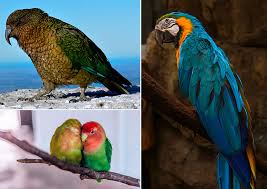 Sergio morra is a young businessman. Parrot Information Characteristics And Curiosities