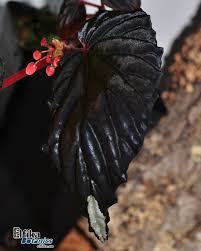 Image result for Begonia loranthoides