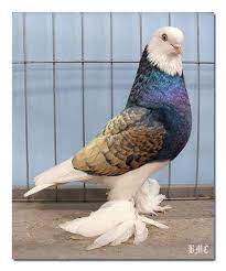 west of england tumbler pigeon guzel kuslar rengarenk kuslar hayvanlar