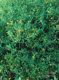 Image result for Heimia salicifolia