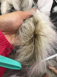 View the top 5 cat shampoos of 2021. Stud Tail And Degreasing Treatment Furries Inc Cat Grooming Facebook
