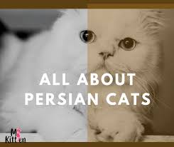 While the characteristics mentioned here may frequently represent this breed, cats are. All About Persian Cats Personality Characteristics