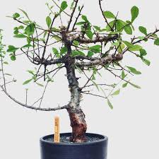 Image result for Commiphora kua