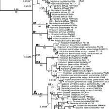 Image result for Hirpicium bechuanense