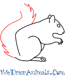 How to draw a squirrel eating a nut. How To Draw A Squirrel