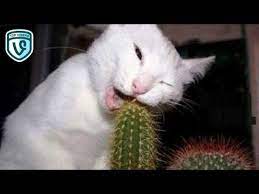 Try Not To Laugh Challenge Funny Animal Cats And Dogs Fails Compilation Top Viners Please Leave A Like I Funny Cat Fails Funny Animal Videos Animal Fails