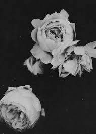 Black And White Photos Of Flowers Pin By Jaina Lyn On Aesthetic Black And White Flowers Black And White Black Aesthetic
