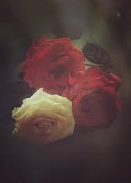 Tons of awesome red roses aesthetic wallpapers to download for free. Three Beautiful Roses With An Artistic Look Stock Image Image Of Enchanting Flower 140648283