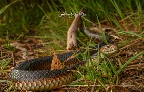The lowland copperhead or lowlands copperhead (austrelaps superbus) is a venomous snake species in the family elapidae, found in southeastern australia and tasmania. Lowlands Copperhead Austrelaps Superbus Ben Stubbs Flickr