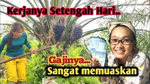 We did not find results for: Kebun Sawit Kalteng Gaji Pekerja Sawit Di Kalimantan Youtube
