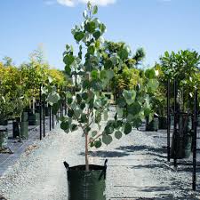 Image result for Hibiscus tiliaceus