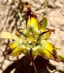 Image result for Ferraria glutinosa
