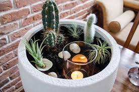 A cactus soil mix helps ensure your succulents thrive in their potted environment. 20 Diy Cactus Garden Ideas How To Build A Cactus Garden