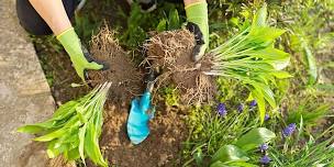 Cultivating Knowledge: Dividing & Potting Plants