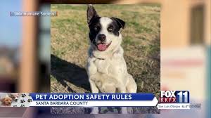 111 commerce drive buellton, ca 93427 805.688.8224 syvhumane.org. New Batch Of Pets Arrive At Santa Maria Valley Humane Society Youtube