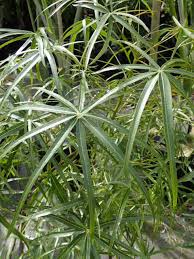 Image result for Brachyachne simonsii