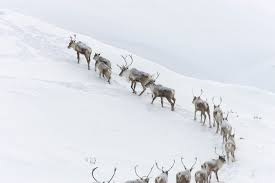 What A Trip The Toughest Animal Migrations On Earth Scenic Photos Caribou Photography Secrets