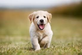 Henry, my golden retriever puppy wearing his little yellow raincoat sitting in the rain. The First 20 Weeks George Hickox