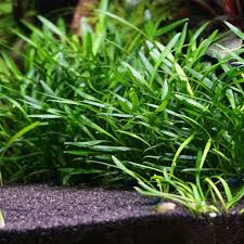Cryptocoryne is a genus of aquatic plants from the family araceae. Cryptocoryne Parva Kleiner Wasserkelch Garnelen Gummer