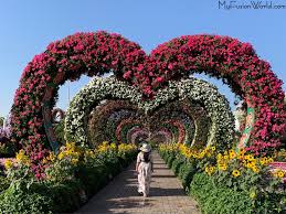 Buy orchids, succulent arrangements blooming orchid garden. Miracle Garden Myfusionworld