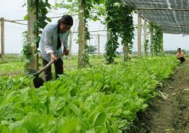 Top 5 trang trại trồng rau hữu cơ tốt nhất Việt Nam