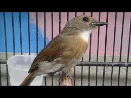 Burung flamboyan atau lebih dikenal dengan nama wergan. Sikatan Rimba Jantan