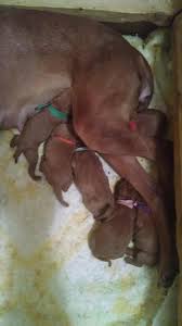Advertise your labrador puppies for free. Linden S Vizslas Home Facebook