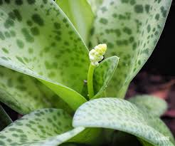 Image result for Ledebouria Unidentified sp. no3.