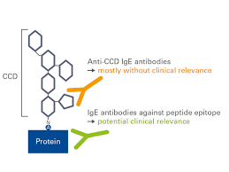 Cross Reactive Anti Ccd Antibodies Can Hinder Allergy