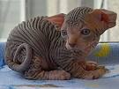 Sphynx Kittens For Sale by Reputable Breeders | Pets4You