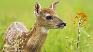 You can also upload and share your favorite wallpapers laptop cute. 7 Remarkable And Cute 1080p Laptop Hd Wallpapers I Am Qurat Desktop Background