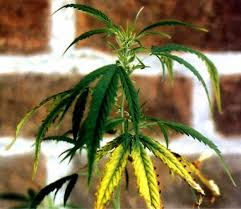 We did not find results for: 8 Key Signs Of Cannabis Plant Deficiencies Seedsman Blog