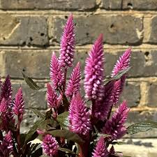 Image result for Celosia argentea