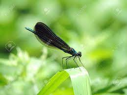 En florida tienen las mismas características especie de cuerpo estilizado y corto con cara pálida con manchas negras. Ebony Jewelwing Caballito Del Diablo Primer Plano De Las Luces De Neon De Color Verde Caballito Del Diablo Negro De Alas Rojas En Una Hoja Tomada En Waterloo Ontario Canada Fotos Retratos