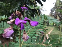 Image result for Tephrosia vogelii