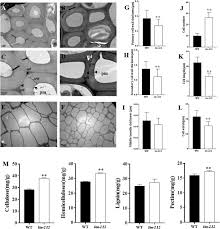 Check spelling or type a new query. Ospg1 Encodes A Polygalacturonase That Determines Cell Wall Architecture And Affects Resistance To Bacterial Blight Pathogen In Rice Rice Full Text