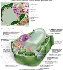 Sometimes a single vacuole can take up most of the interior space of the plant cell. Plant Cell Organelles Diagram Quizlet