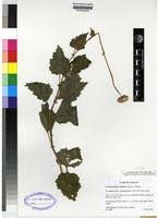 Image result for Crassocephalum vitellinum