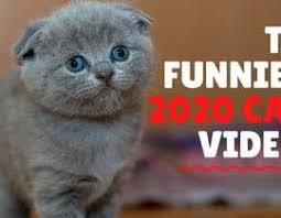 Maybe you would like to learn more about one of these? Making A Sample Youtube Video Incl Thumbnail In The Cat Niche Freelancer