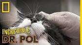 Pol is a documentary aired on the national geographic channel. The Incredible Dr Pol Nat Geo Wild Youtube