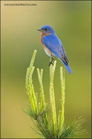 Birds Of Eastern Pa Mr Eastern Bluebird By Gregster09 I Need To Put Up Some Houses To Encourage Them To Nest Near Us In Pa Blue Bird I Like Birds Pretty Birds
