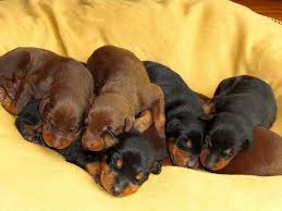 A pitbull doberman mix is a designer breed that results from crossing the american pitbull and doberman pinscher breeds. Buy Sell Adopt Doberman Puppies In India