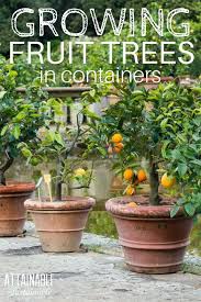 Dwarf fruit trees are your best friend in small spaces. The Best Dwarf Fruit Trees To Grow In Pots Fruit Gardening Dwarf Fruit Trees Growing Fruit Trees Fruit Garden