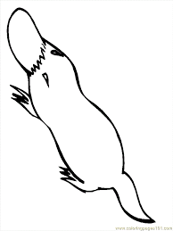 Check out the blog post for fun facts about the platypus. Australia 7 Coloring Page For Kids Free Platypus Printable Coloring Pages Online For Kids Coloringpages101 Com Coloring Pages For Kids