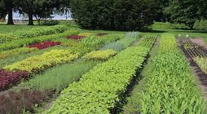 Best fertilizer for cut flowers. Succession Planting Flowers Recommendations From Johnny S