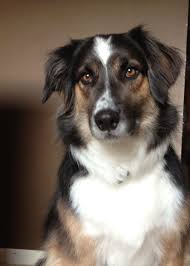 border collie australian shepherd mix lilah is such a good girl mostly english shepherd beautiful dogs mixed breed dogs