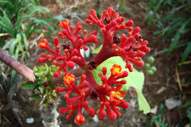 Image result for Jatropha erythropoda