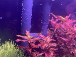 Image result for Rotala submersa